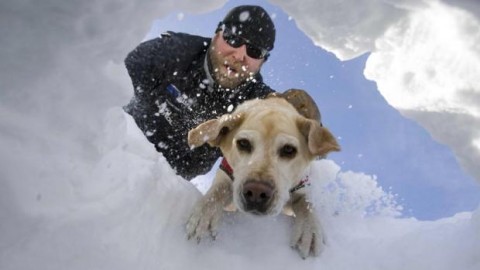 Domattina su Rai Due “Cani eroi”, una docu-fiction sui quattrozampe … – Il Sole 24 Ore