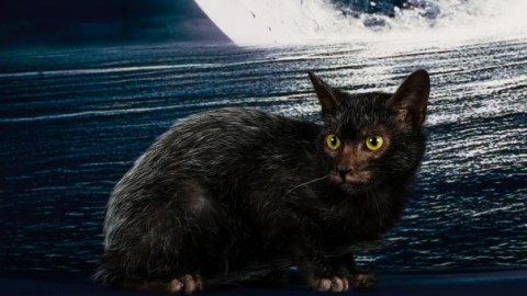 Firenze: i gatti più belli del mondo all'Obihall, 25 e 26 marzo. In … – Firenze Post