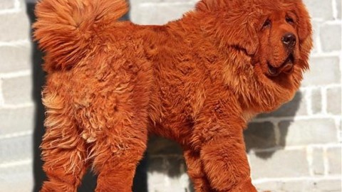 Il cane in affitto: cuccioli in leasing o noleggiati via app. Ecco i 6 più … – Corriere della Sera