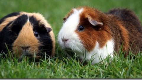 Il Comportamento della Cavia