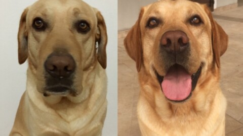 Non possiedi un cane? Prendine uno per qualche ora in affitto … – Tiscali.it