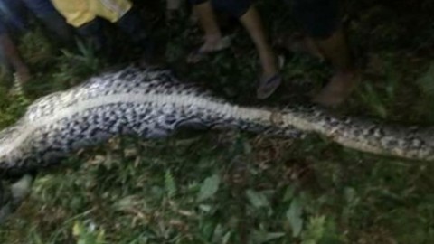 Il video dell'uomo ritrovato morto dentro un pitone in Indonesia – TPI