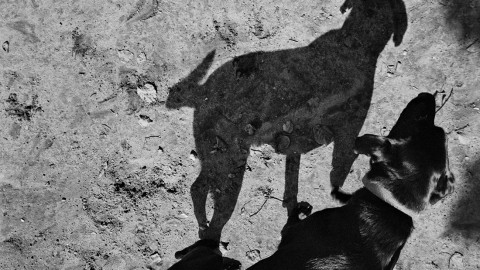 Se questo è un cane. Il delicato rapporto fra uomini e animali – Style