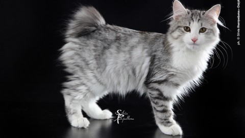 Un gatto per amico a Firenze – Toscana News 24