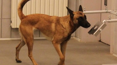 Il cane fiuta tumori è realtà. Ottenuto un successo del 100 per 100 – Velvet Pets Italia (Blog)