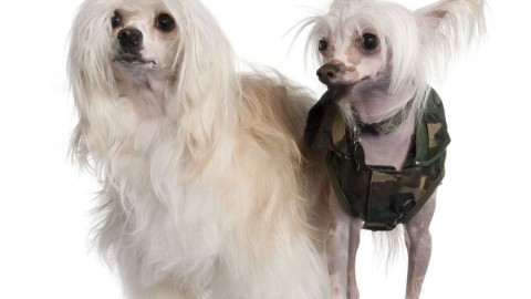 Chinese Crested Dog: i cani super chic – Velvet Pets Italia (Blog)