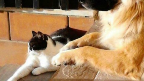 I cani entrano nel suo giardino, lui apre il fuoco e ne uccide uno … – Velvet Pets Italia (Blog)
