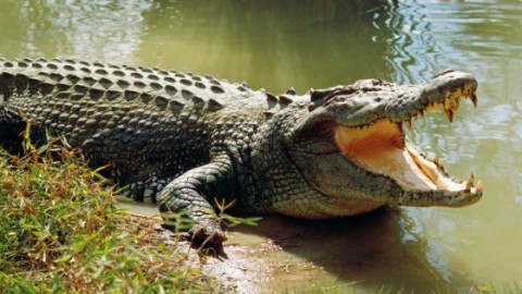 Si tuffa nel fiume infestato dai coccodrilli per scommessa, viene … – 105.net
