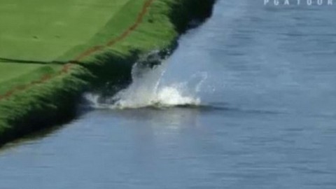 YOUTUBE Alligatore su campo: golfista Cody Gribble lo allontana così – Blitz quotidiano