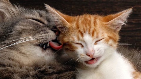 I gatti più belli del mondo all'Obihall per l'esposizione “Un gatto per … – FirenzeToday