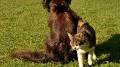 Cane o gatto: chi è il più intelligente? – focusjunior.it