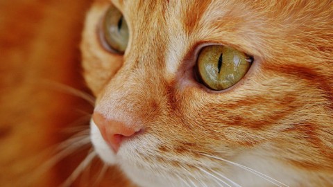 Il vostro gatto preferisce voi al cibo – Galileo