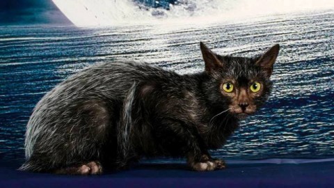 Expo Felina di Firenze, migliaia i partecipanti con allevatori da tutto … – gonews