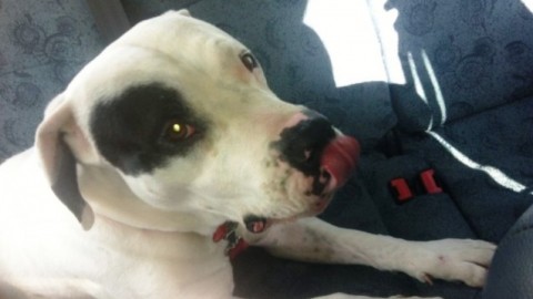 Perfetta convivenza tra uomini e cani, a Calcinaia arrivano gli … – gonews