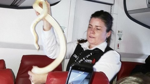 Alaska, panico a bordo di un aereo: bimbo trova un serpente sotto la … – Il Messaggero