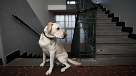 Via libera agli animali in condominio – Inchiesta Sicilia