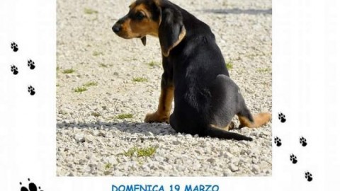 ISOLA DEL LIRI – Domenica 19 microchippatura gratuita dei cani – Isola24