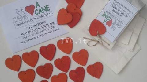 Cani e Cagnetti solidali – Da Cane a Cane – IVG.it – Il Vostro Giornale