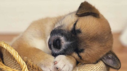 Cani, «Patentino per i padroni» – La Sicilia