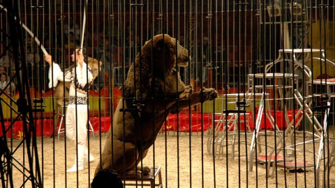 Circo senza animali:verso la nuova Legge. Oggi il confronto in Senato