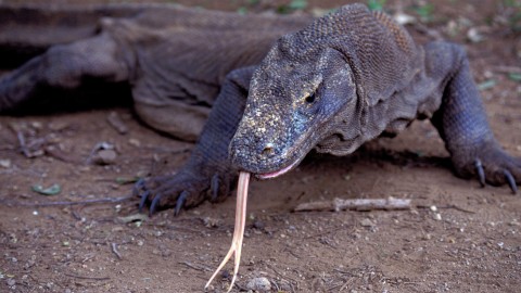 Drago di Komodo: che cos'è, quanto pesa e tante altre curiosità … – Meteo Web