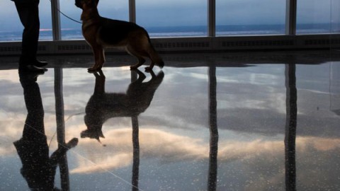 Come i cani sono capaci di trarci in inganno – National Geographic Italia