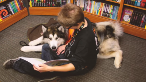 Gran Bretagna: un cane in classe aiuta l'apprendimento dei bambini – nostrofiglio.it