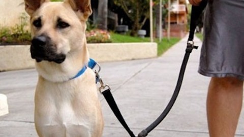 Animali come gestire approccio tra due cani durante una passeggiata – Palermomania.it