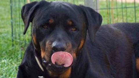 Educazione cinofila, il linguaggio del corpo del cane: impariamo a … – Riviera24.it