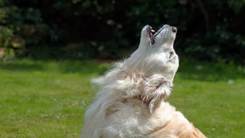 Educazione cinofila, suoni e vocalizzazioni: come comunica il cane? – Riviera24.it