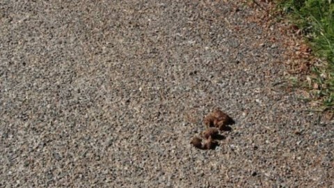 Una campagna contro l'abbandono delle cacche dei cani – Varese News
