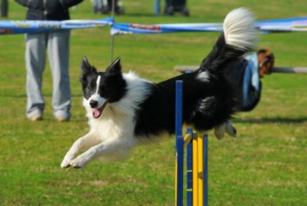 Asilo per cani