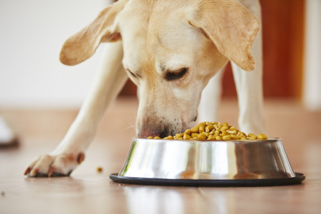 cibo per cani