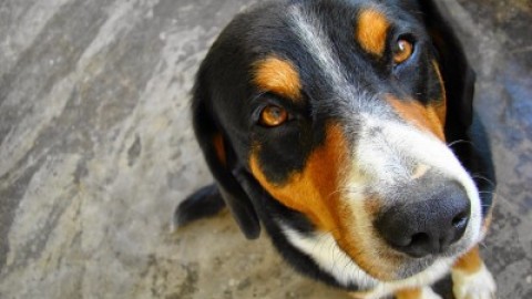 Dieci sbagli (più uno) che si fanno educando un cane – Voci di Città
