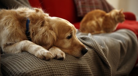 cane