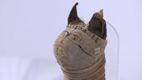 L'antico Egitto “industria della mummificazione”: 70 milioni di gatti e … – Il Sole 24 Ore