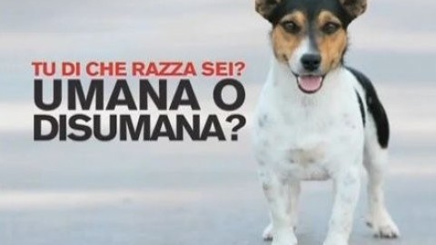 Amici a 4 zampe…prendiamoli sempre sul serio! – Accento – Gela Notizie