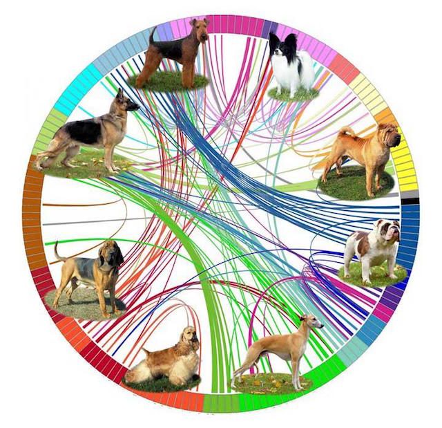 Foto di NIH Dog Genome Project