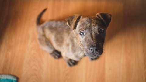 Che origine ha il tuo cane? Scoprilo con la più completa mappa … – Scienze Fanpage