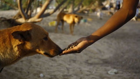 Chi dà cibo ad un cane randagio, ne è responsabile la pericolosa … – Scienze Fanpage