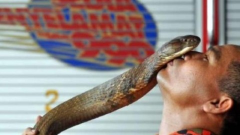 Morso 8 volte dai suoi cobra reali: ecco l'uomo che sussurra ai … – Blasting News