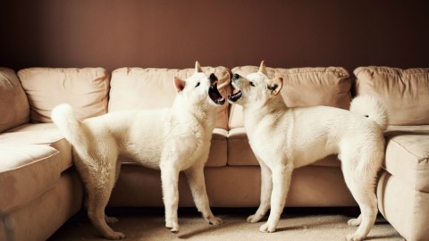Centomila dollari per clonare il proprio cane: un trend sempre più … – Velvet Pets Italia (Blog)
