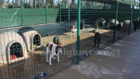 Veri amici a quattro zampe: cani nelle scuole, al via il progetto – Il Giunco.net