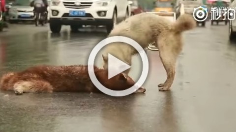 Il cane viene travolto e ucciso, l'amico disperato piange, trema e non … – Leggo.it