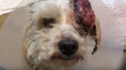 Cane sta per essere abbattuto: animalisti lo salvano – Notizie.it