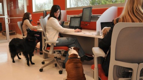Perché avere un animale in ufficio – sdamy – il mondo visto in un blog (Blog)