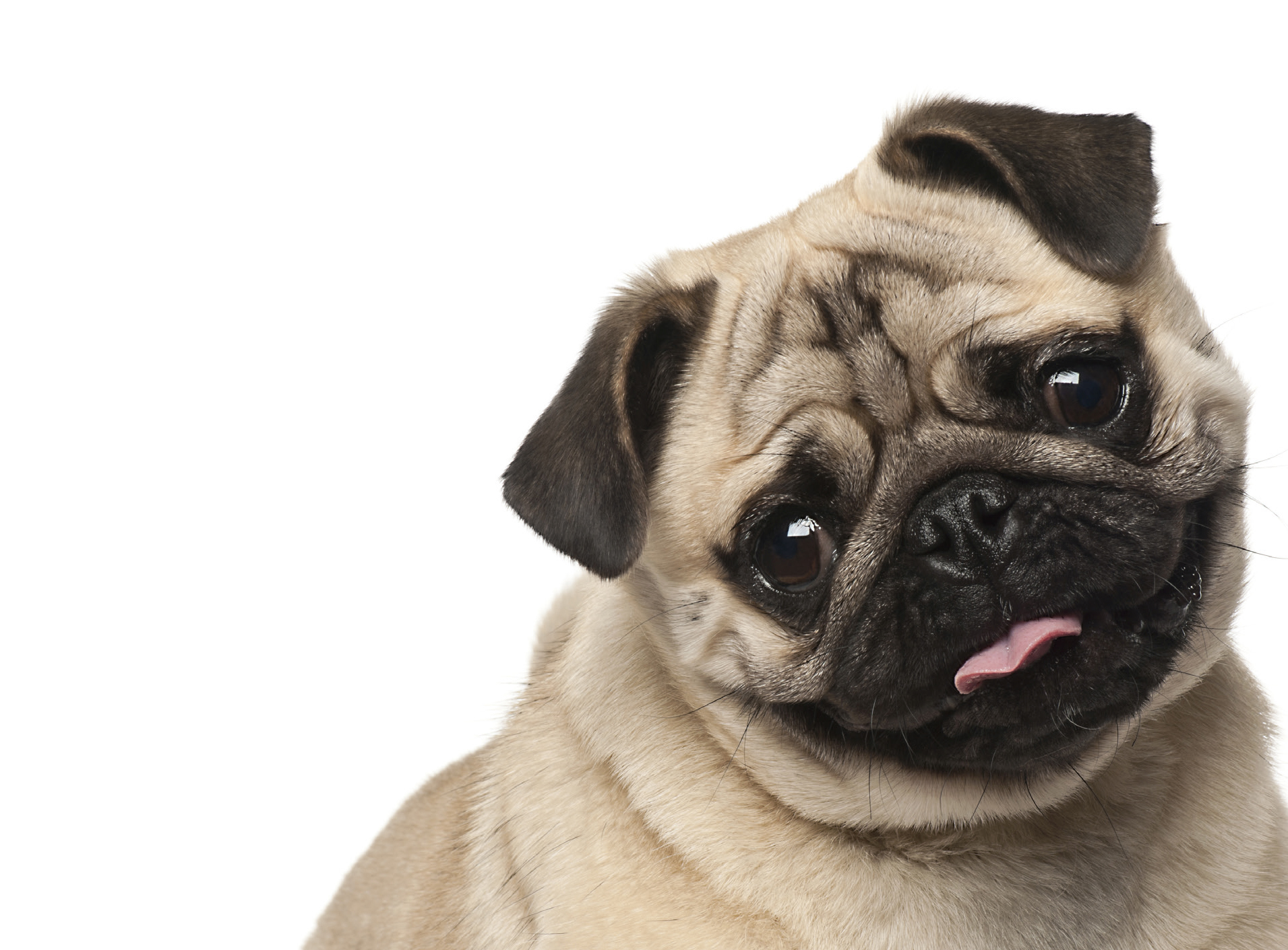 cani pigri