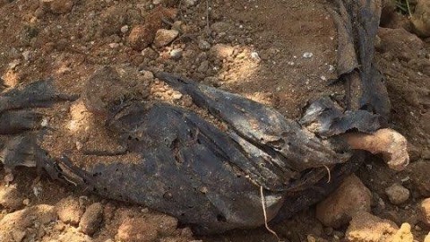 Castelvetrano, carcasse di cane in una fossa comune – Tp24