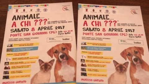 “Animale… a chi???” Una giornata in piazza con e per il tuo migliore … – Umbria Journal il sito degli umbri