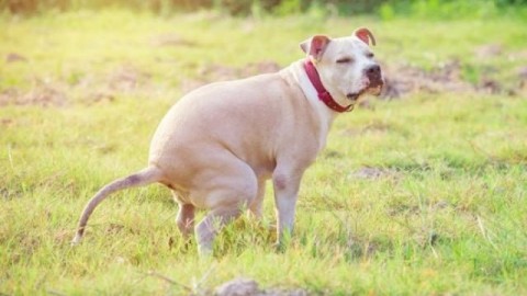 “Mondo cane” a Roma Nord – Vigna Clara Blog (Blog)